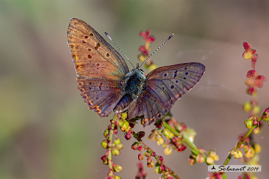 Lycaena tityrus: Titiro (maschio anziano); Sooty Copper (aged male)