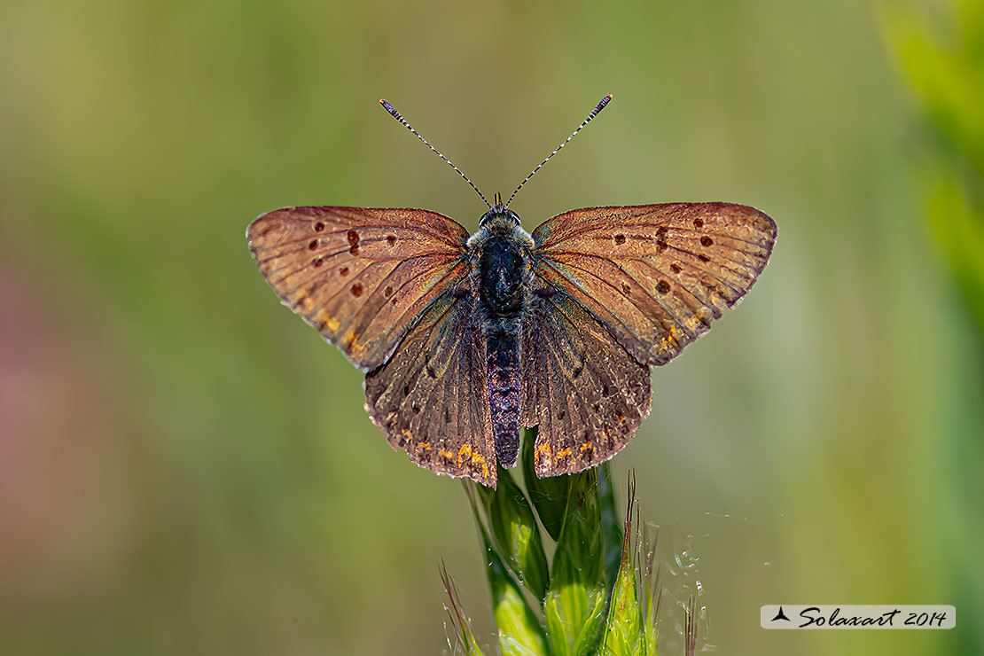 Lycaena tityrus: Titiro (maschio anziano); Sooty Copper (aged male)