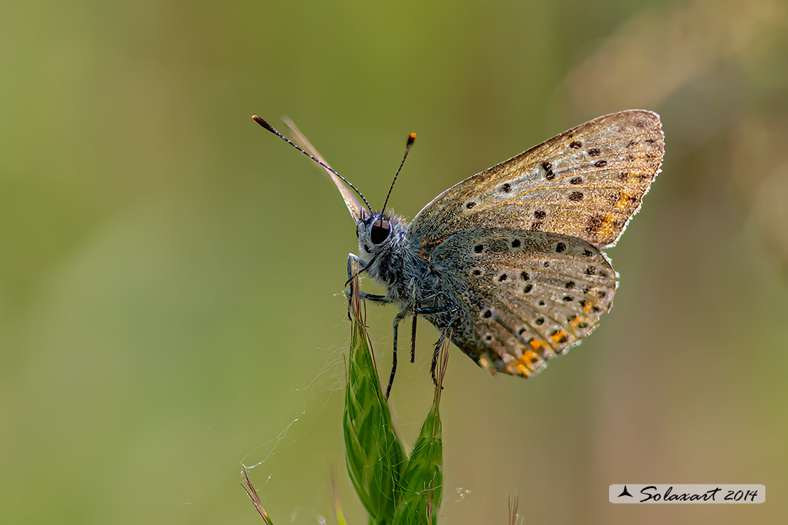 Lycaena tityrus: Titiro (maschio anziano); Sooty Copper (aged male)