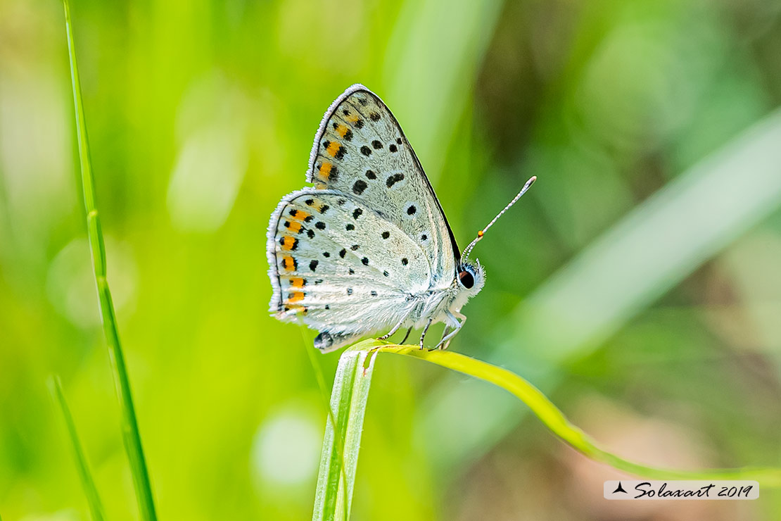 Lycaena tityrus: Titiro (maschio); Sooty Copper (male)