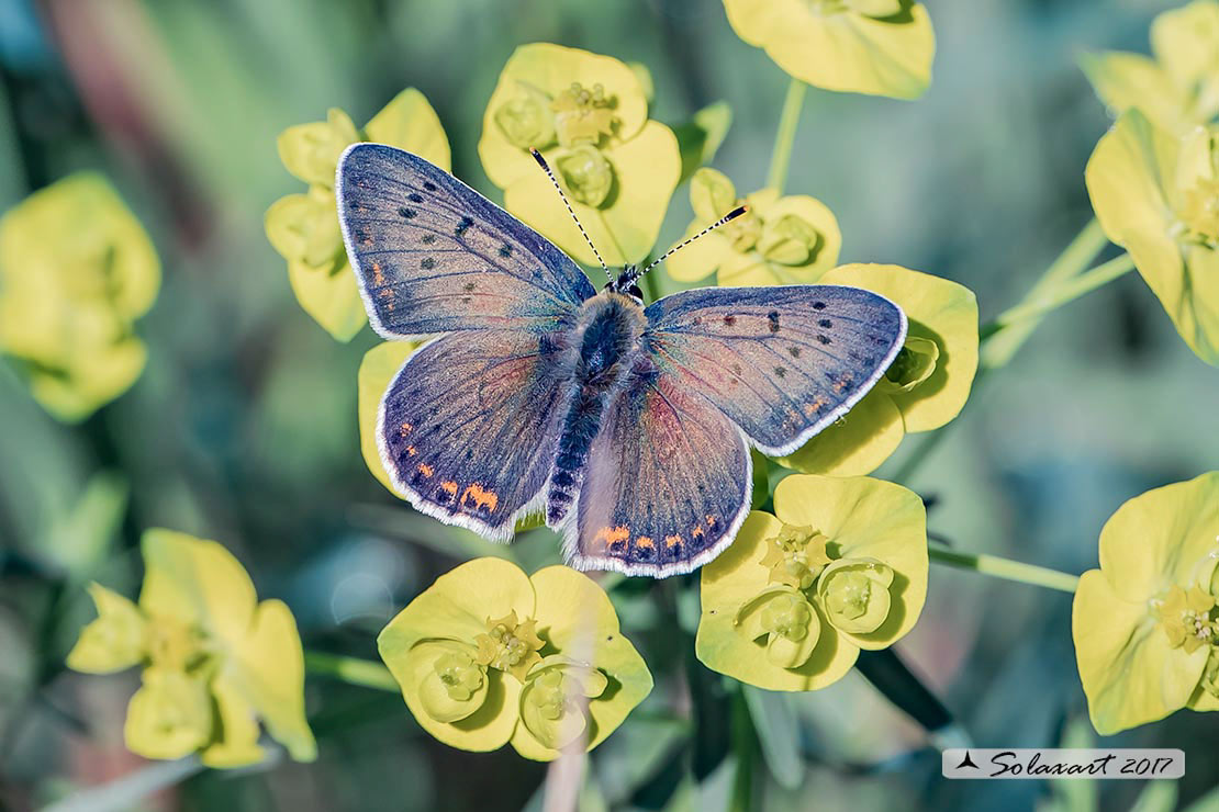 Lycaena tityrus: Titiro (maschio); Sooty Copper (male)