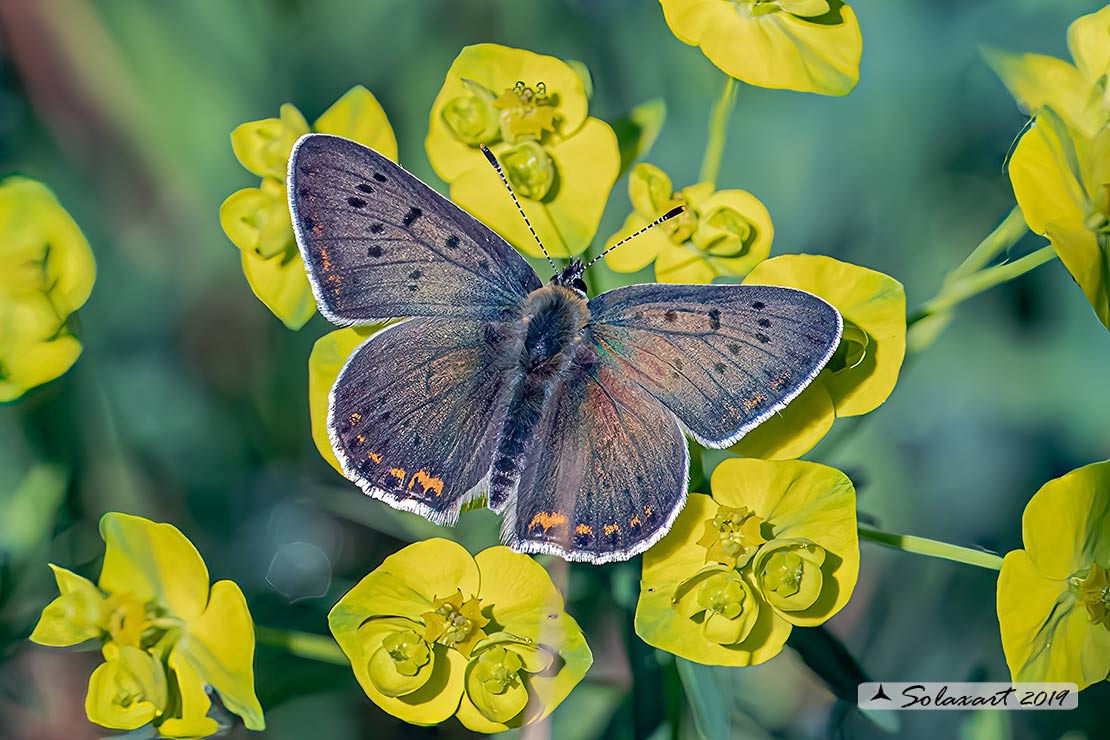 Lycaena tityrus: Titiro (maschio); Sooty Copper (male)