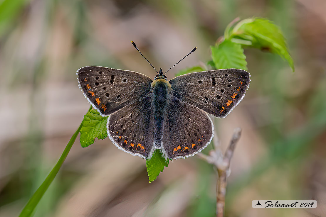 Lycaena tityrus: Titiro (maschio); Sooty Copper (male)