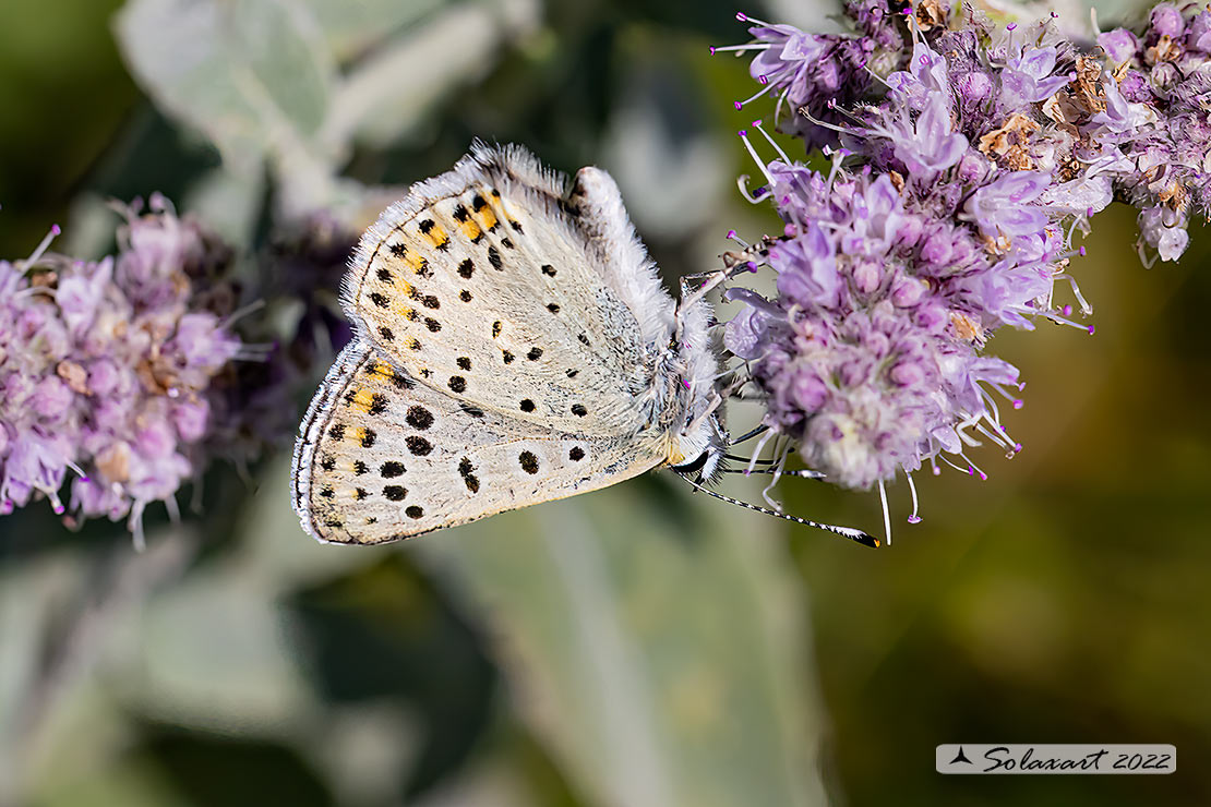 Lycaena tityrus: Titiro (maschio); Sooty Copper (male)