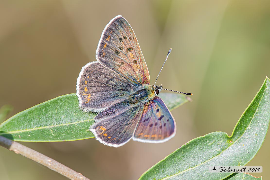 Lycaena tityrus: Titiro (maschio); Sooty Copper (male)