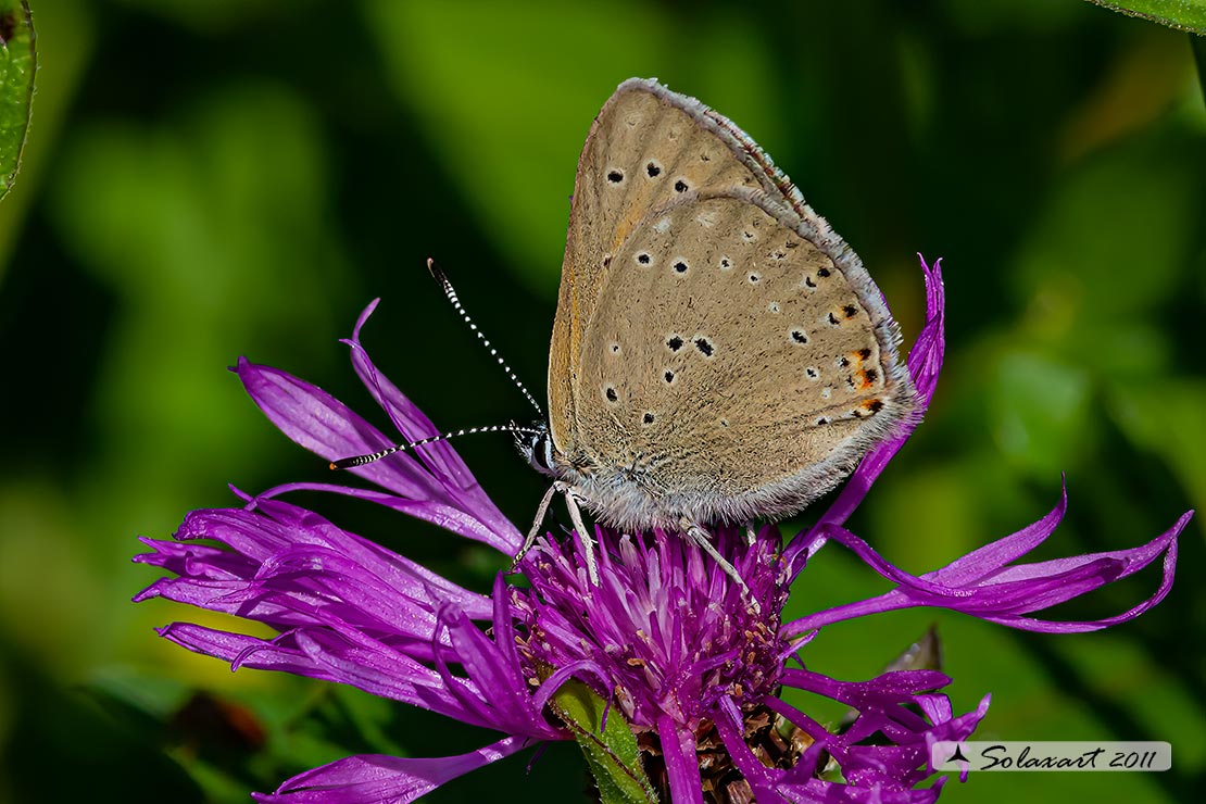 Lycaena virgaureae: Licena della verga d'oro (maschio); Scarce copper (male)