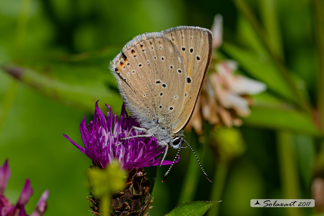 Lycaena virgaureae: Licena della verga d'oro (maschio); Scarce copper (male)