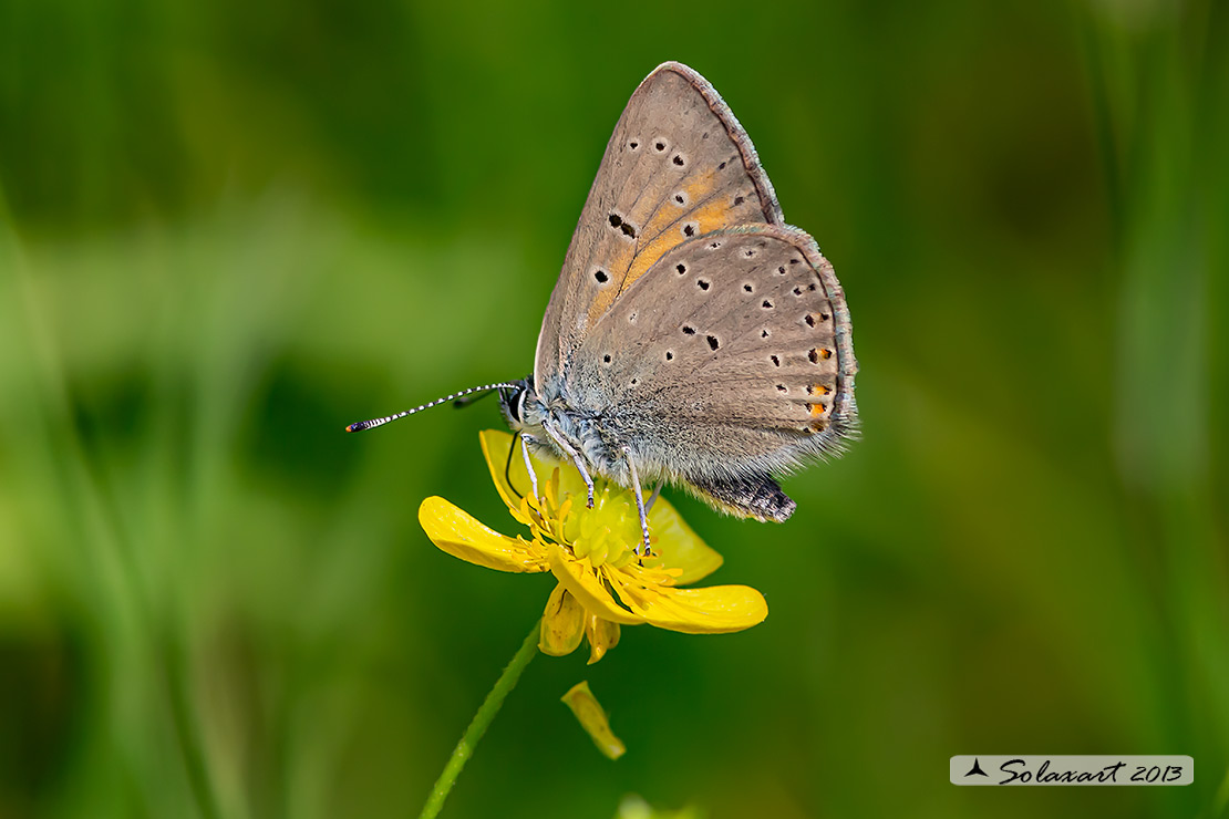 Lycaena virgaureae: Licena della verga d'oro (maschio); Scarce copper (male)