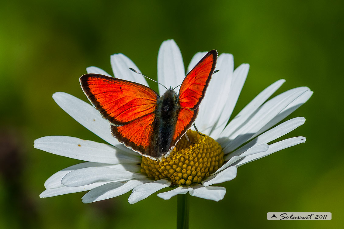 Lycaena virgaureae: Licena della verga d'oro (maschio); Scarce copper (male)