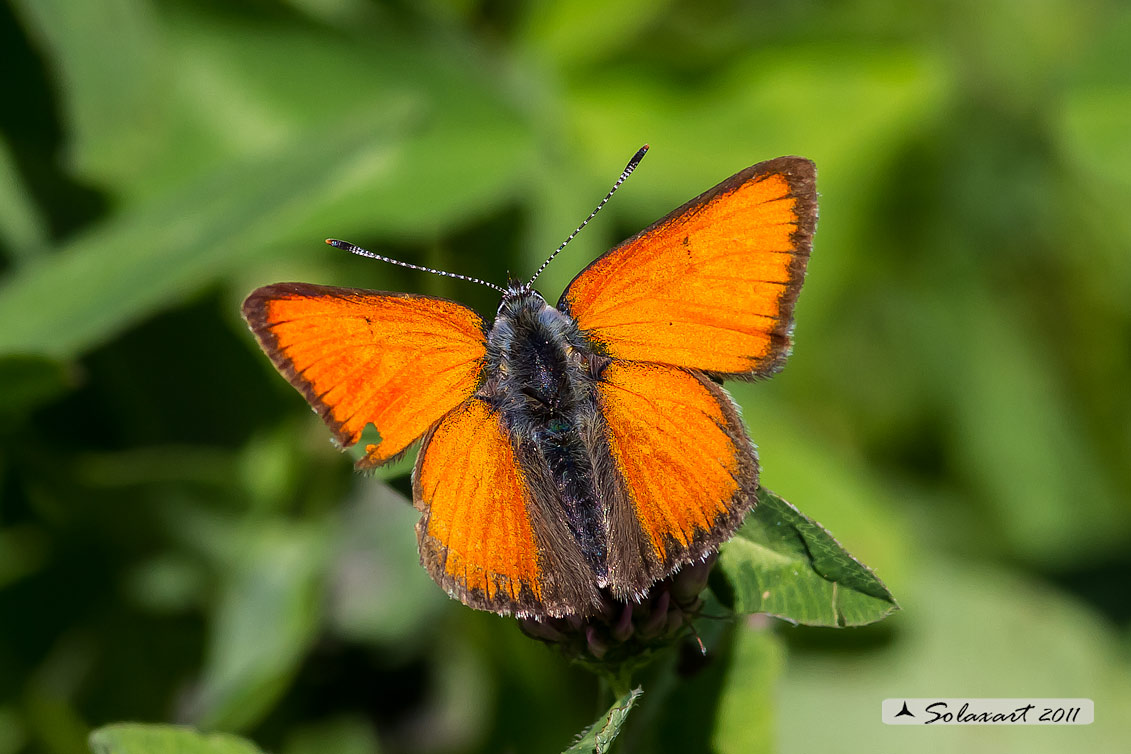 Lycaena virgaureae: Licena della verga d'oro (maschio); Scarce copper (male)