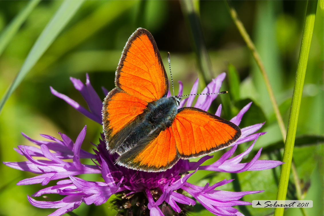 Lycaena virgaureae: Licena della verga d'oro (maschio); Scarce copper (male)