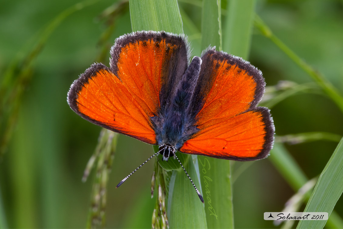 Lycaena virgaureae: Licena della verga d'oro (maschio); Scarce copper (male)