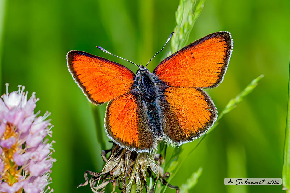 Lycaena virgaureae: Licena della verga d'oro (maschio); Scarce copper (male)