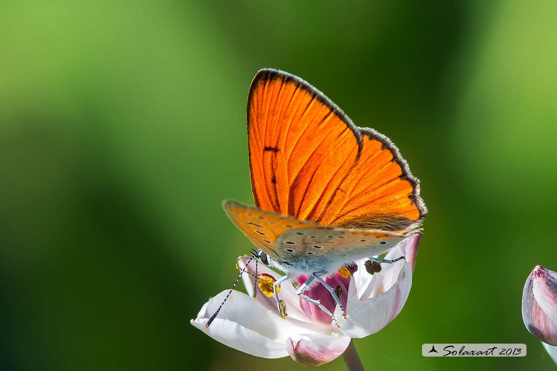 Lycaena virgaureae: Licena della verga d'oro (maschio); Scarce copper (male)