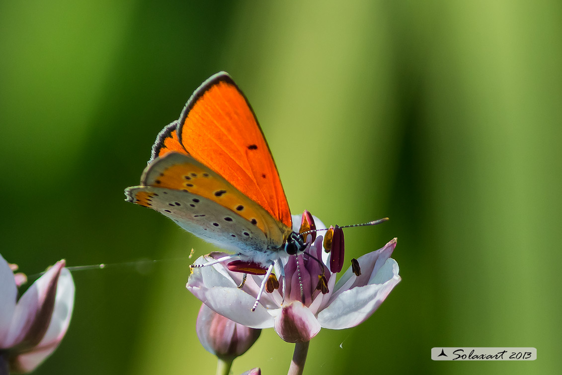 Lycaena virgaureae: Licena della verga d'oro (maschio); Scarce copper (male)