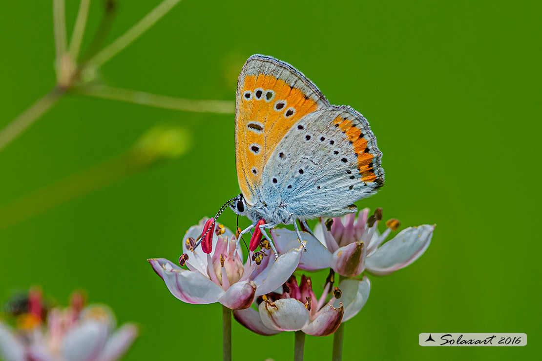 Lycaena virgaureae: Licena della verga d'oro (maschio); Scarce copper (male)