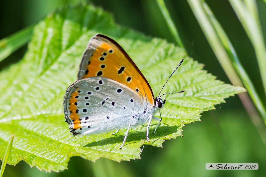 Lycaena virgaureae: Licena della verga d'oro (maschio); Scarce copper (male)