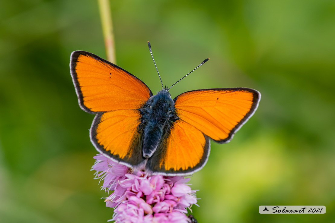 Lycaena virgaureae: Licena della verga d'oro (maschio); Scarce copper (male)