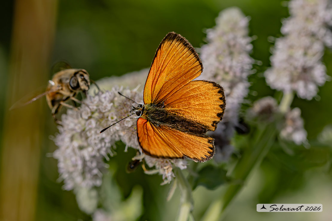 Lycaena virgaureae: Licena della verga d'oro (maschio); Scarce copper (male)