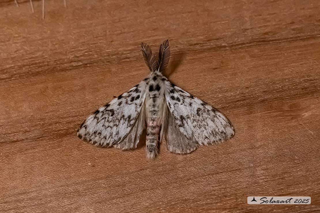 Lymantria monacha -  Nun moth