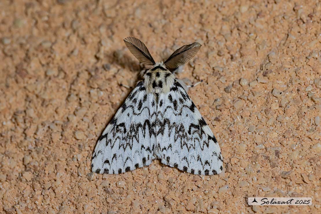 Lymantria monacha -  Nun moth