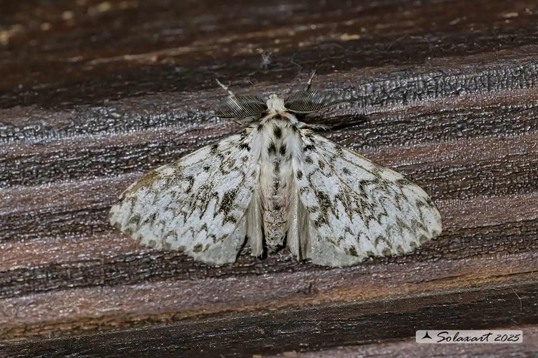 Lymantria monacha -  Nun moth