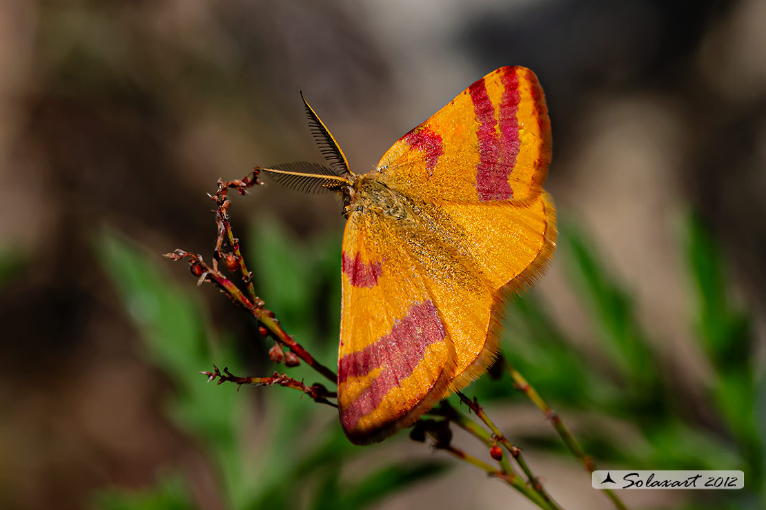 Lythria cruentaria