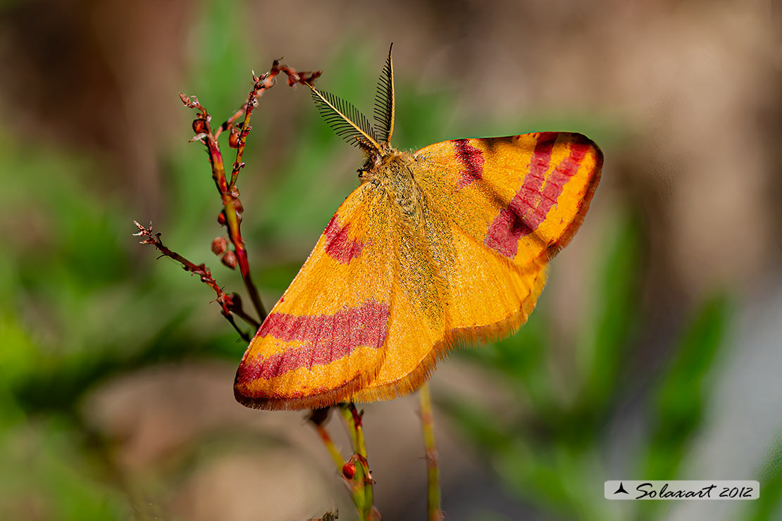 Lythria cruentaria