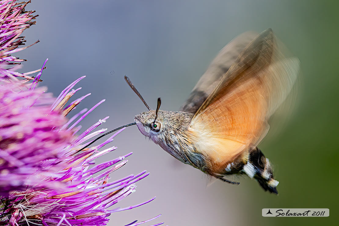 Macroglossum stellatarum:  Sfinge del gallio;  Hummingbird Hawk-moth