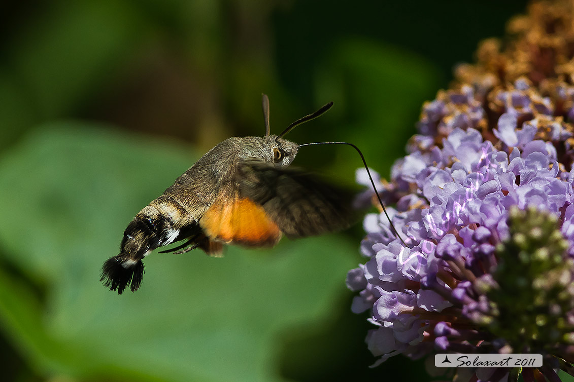 Macroglossum stellatarum:  Sfinge del gallio;  Hummingbird Hawk-moth