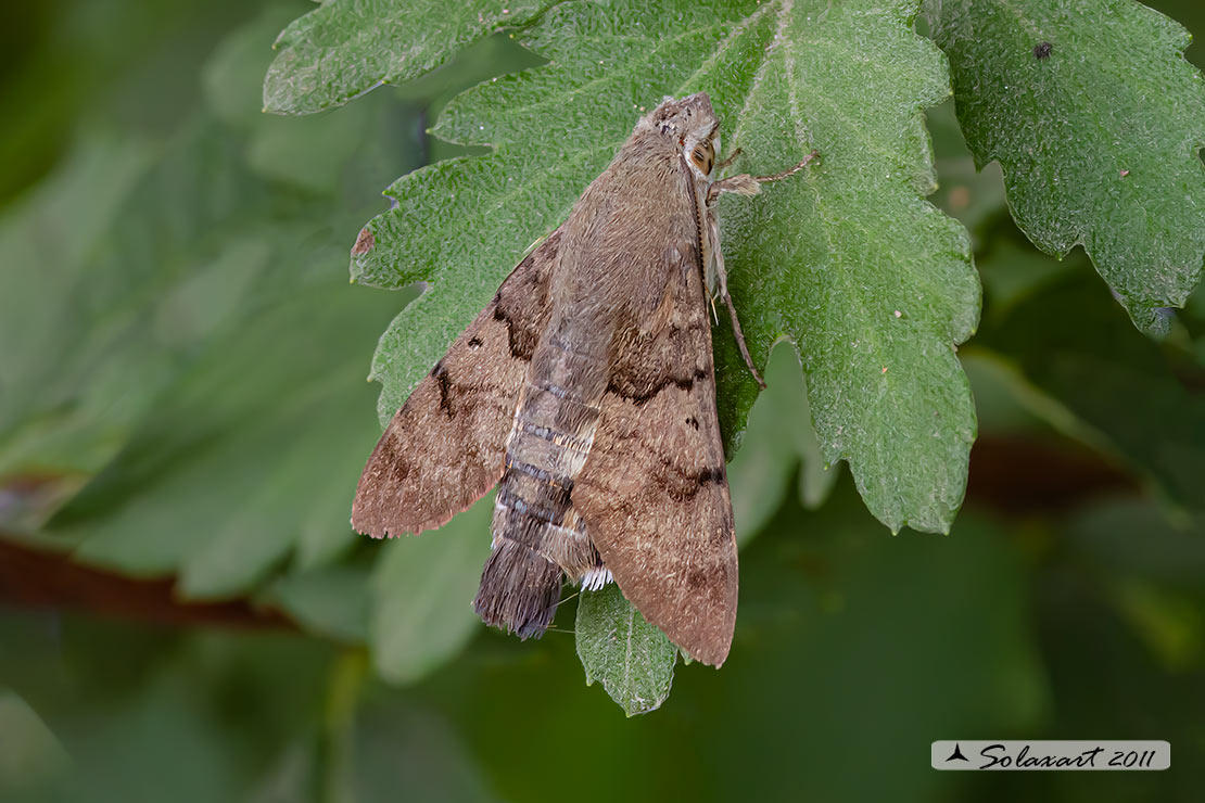Macroglossum stellatarum:  Sfinge del gallio;  Hummingbird Hawk-moth