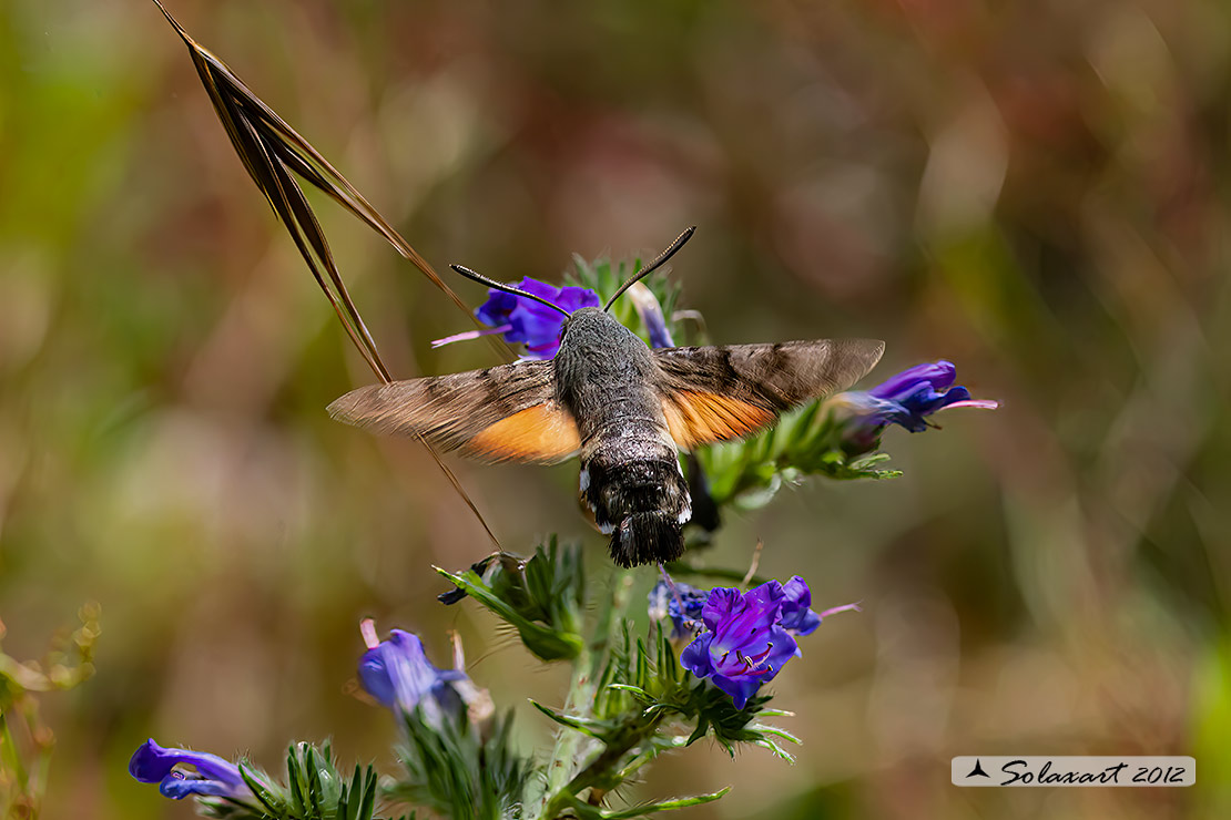 Macroglossum stellatarum: Sfinge del gallio;  Hummingbird Hawk-moth