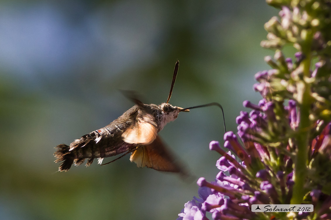 Macroglossum stellatarum: Sfinge del gallio;  Hummingbird Hawk-moth
