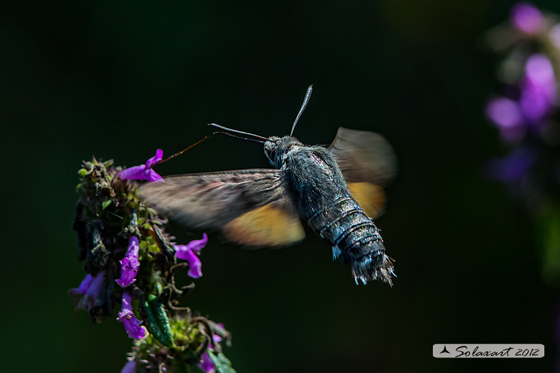 Macroglossum stellatarum: Sfinge del gallio;  Hummingbird Hawk-moth