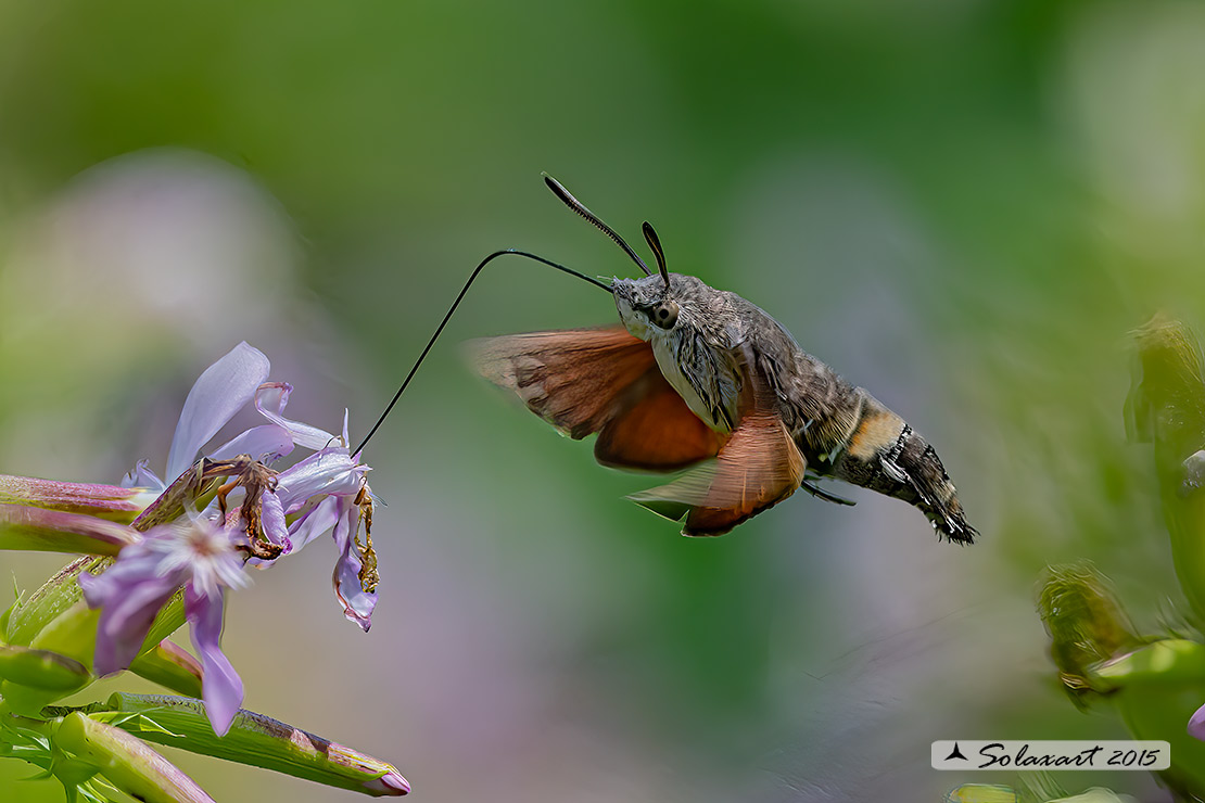 Macroglossum stellatarum:  Sfinge del gallio;  Hummingbird Hawk-moth