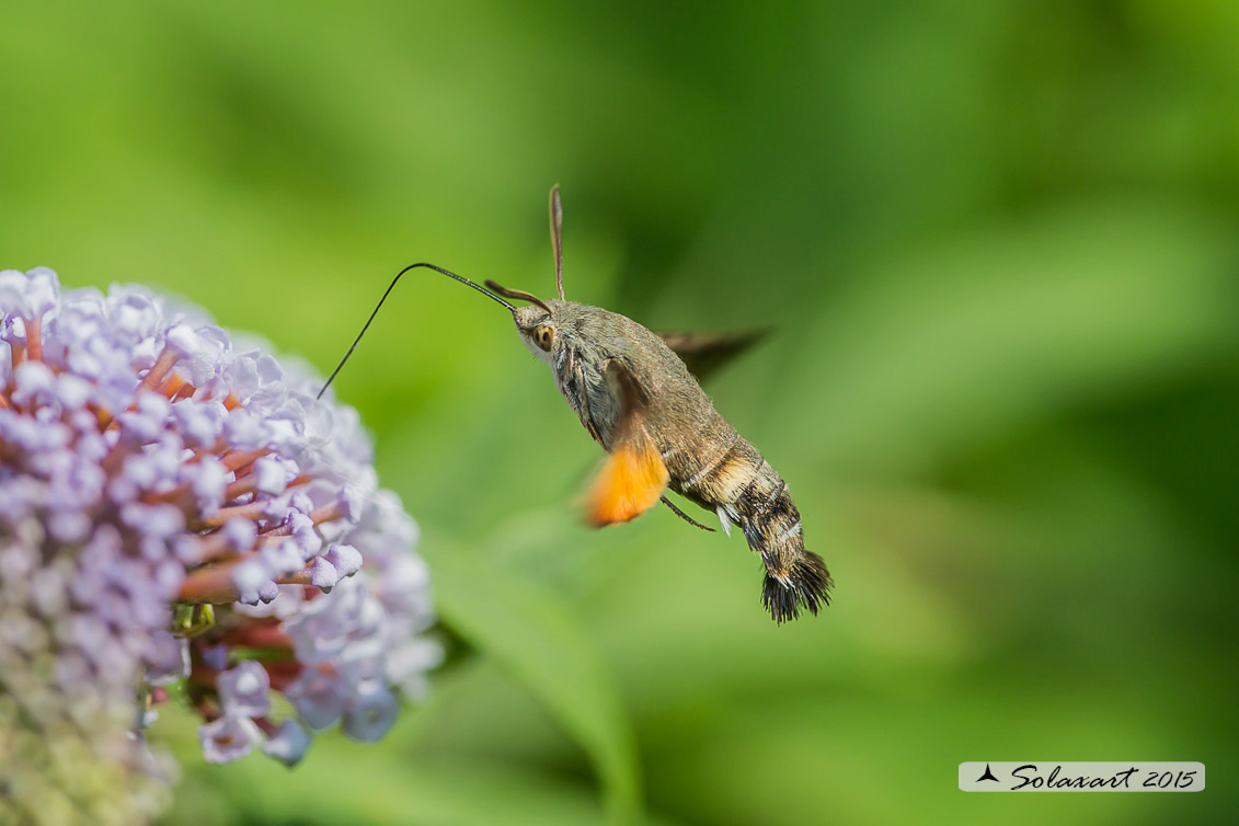 Macroglossum stellatarum:  Sfinge del gallio;  Hummingbird Hawk-moth