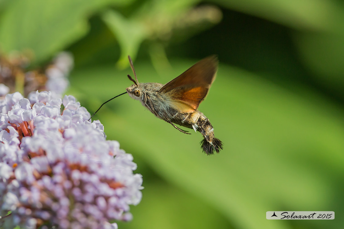 Macroglossum stellatarum:  Sfinge del gallio;  Hummingbird Hawk-moth
