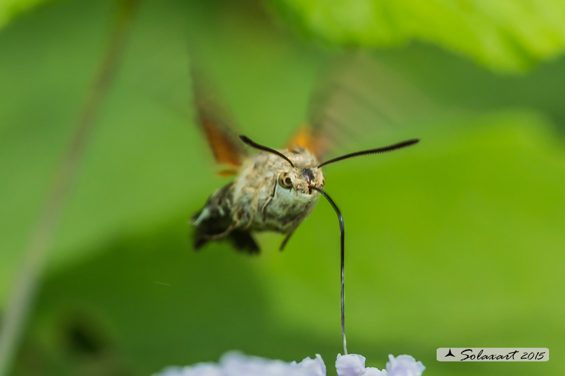 Macroglossum stellatarum:  Sfinge del gallio;  Hummingbird Hawk-moth
