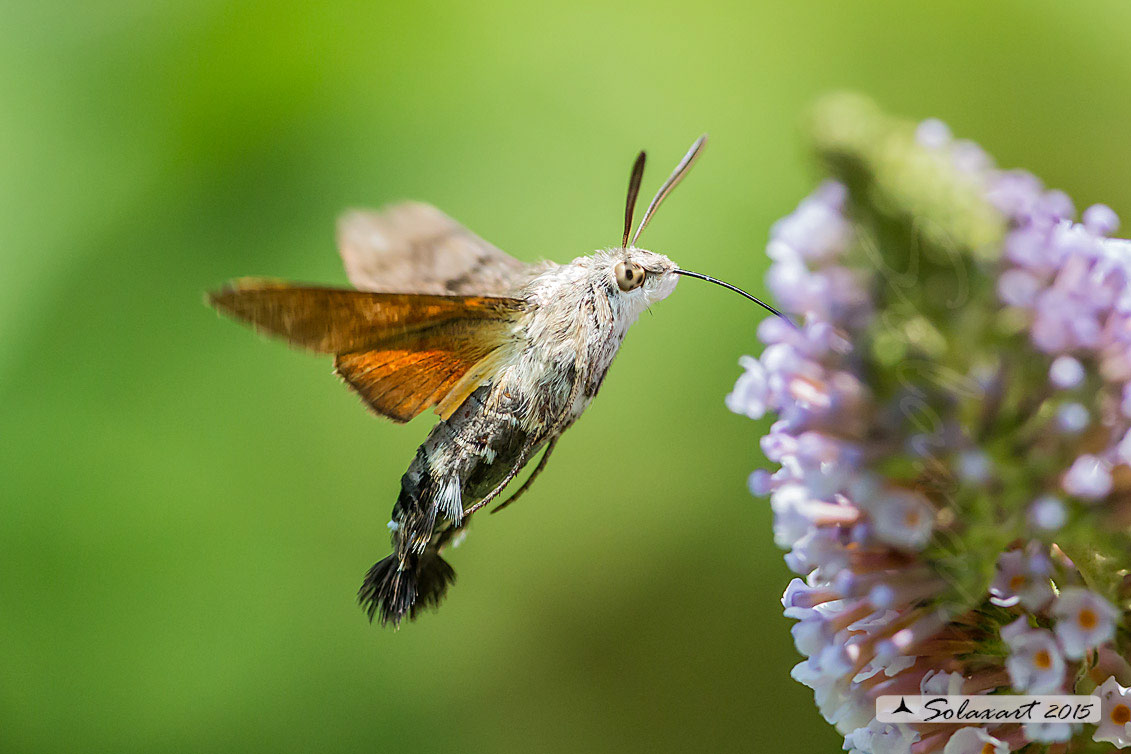 Macroglossum stellatarum:  Sfinge del gallio;  Hummingbird Hawk-moth