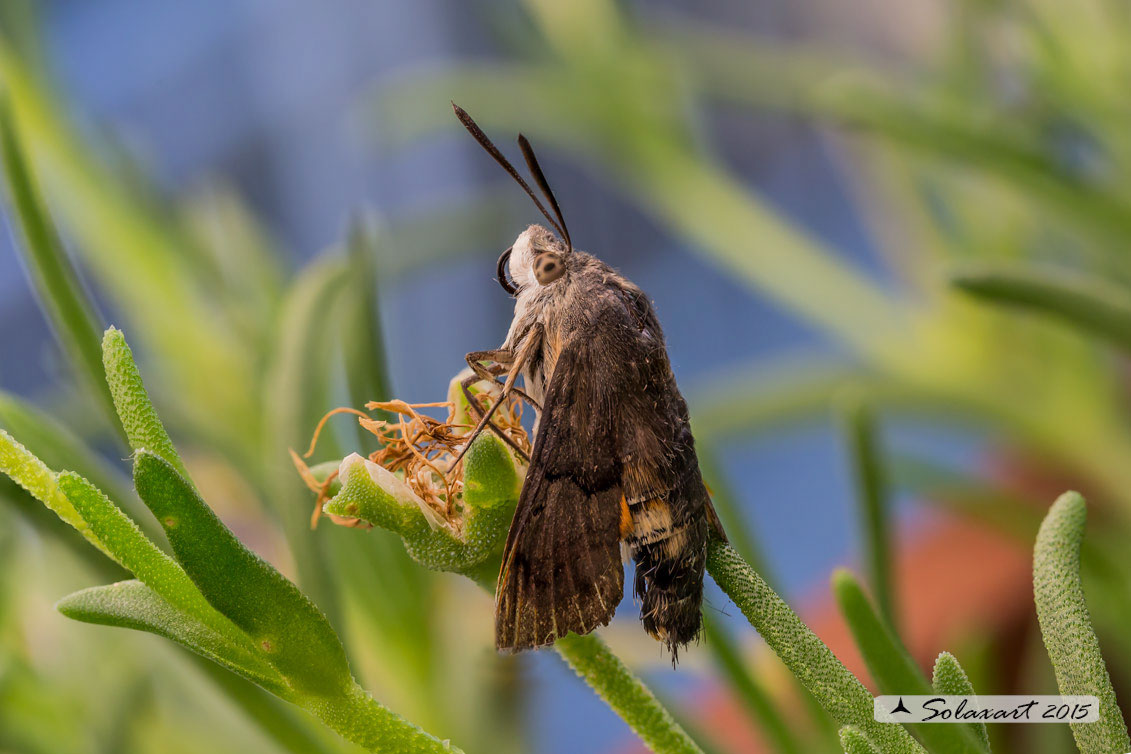 Macroglossum stellatarum:  Sfinge del gallio;  Hummingbird Hawk-moth