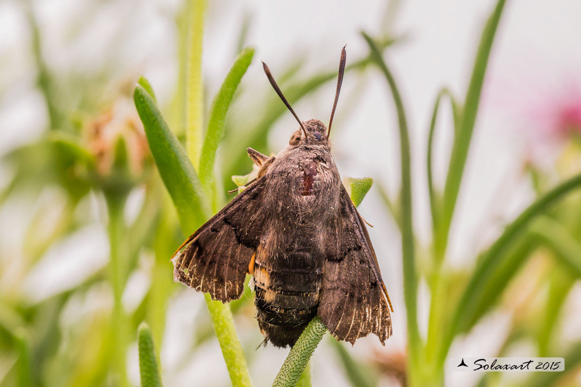 Macroglossum stellatarum:  Sfinge del gallio;  Hummingbird Hawk-moth