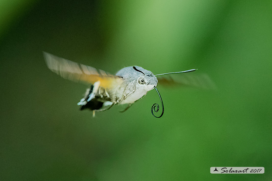 Macroglossum stellatarum:  Sfinge del gallio;  Hummingbird Hawk-moth