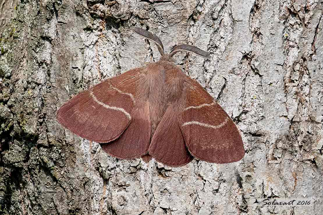Macrothylacia rubi - Falena volpe - Fox moth