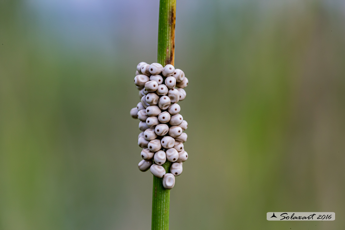 Macrothylacia rubi; Fox moth (eggs)