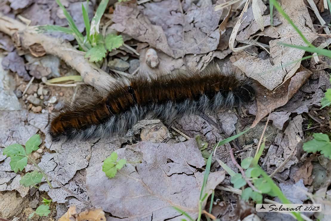 Macrothylacia rubi; Fox moth (eggs)