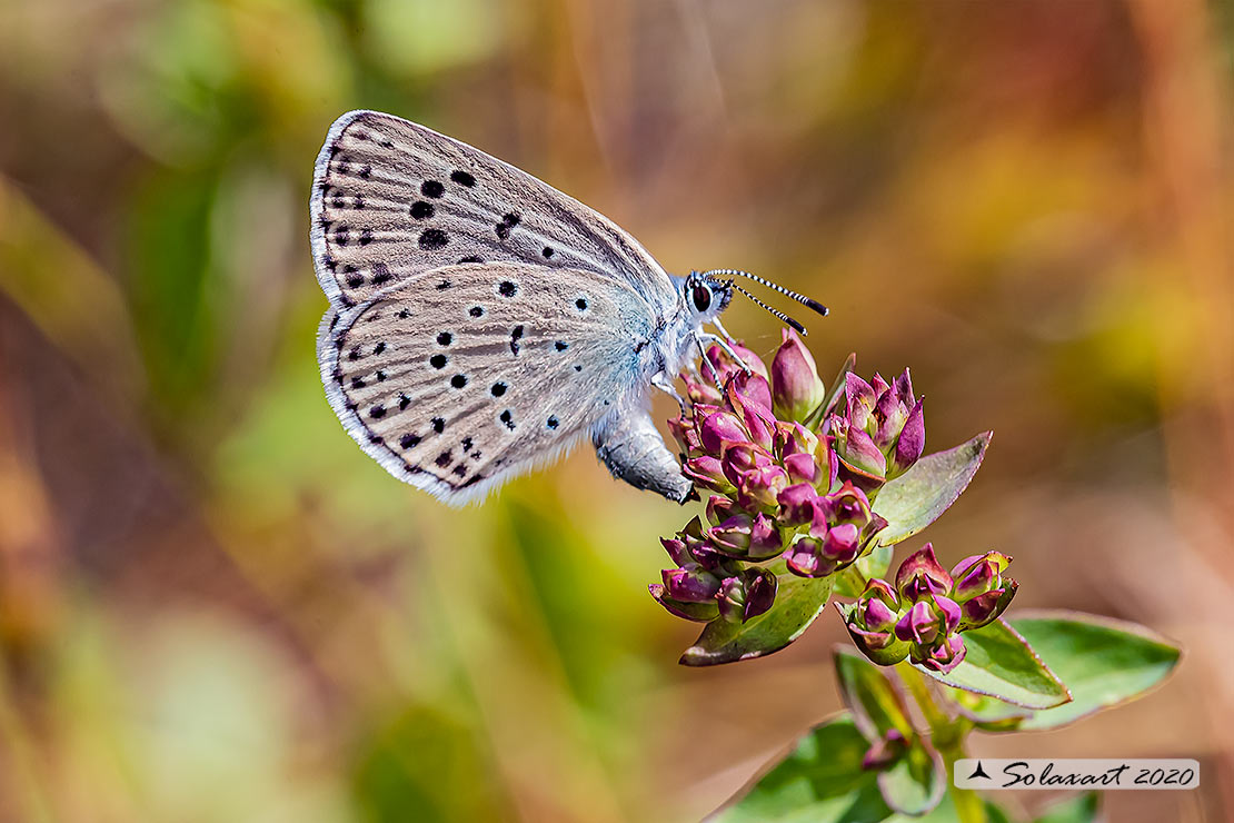 Maculinea arion - Maculinea del timo - Large blue (female)