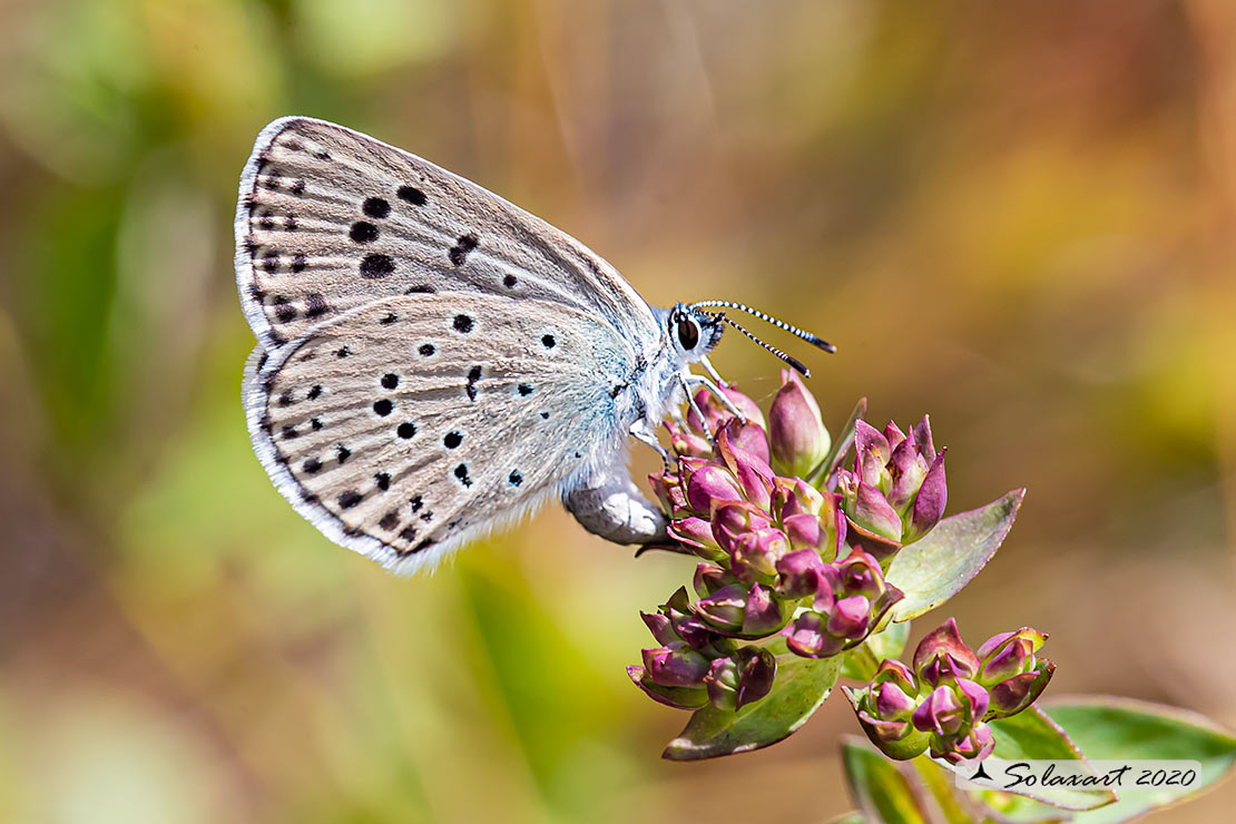 Maculinea arion - Maculinea del timo - Large blue (female)