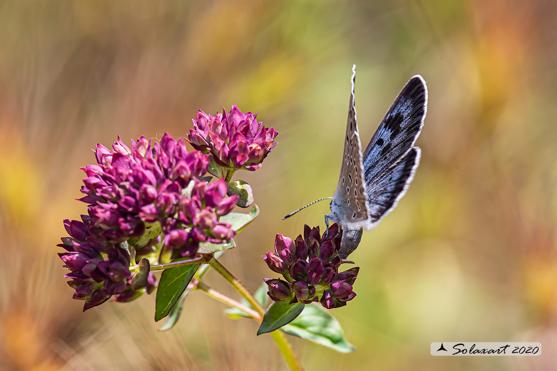 Maculinea arion - Maculinea del timo - Large blue (female)