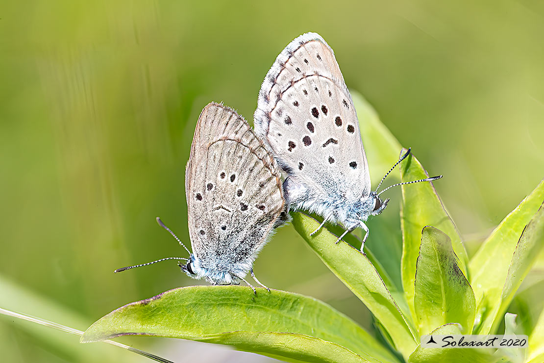 Maculinea rebeli - Mountain Alcon blue (female)