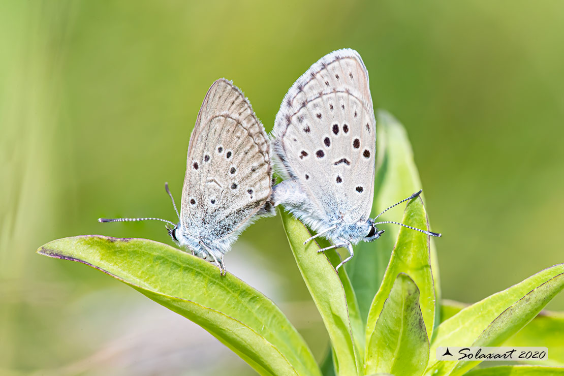 Maculinea rebeli - Mountain Alcon blue (female)